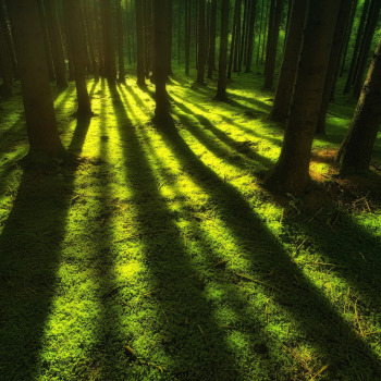 Wald 2 quadratisch