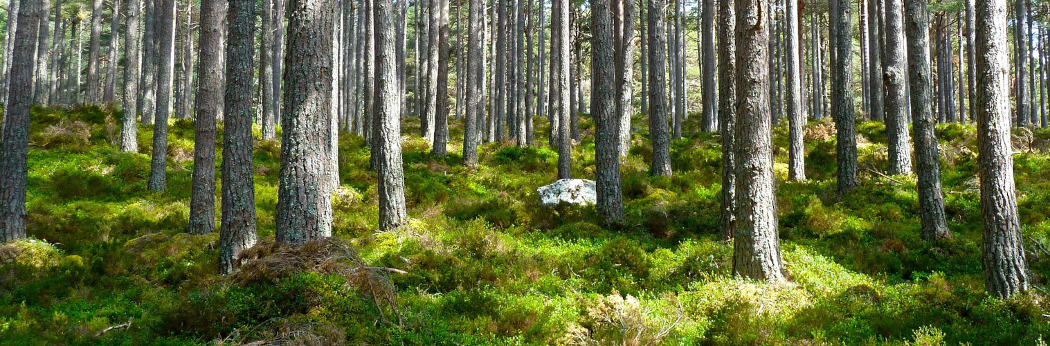 Wald 3 breit