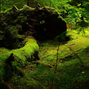 Wald 3 quadratisch