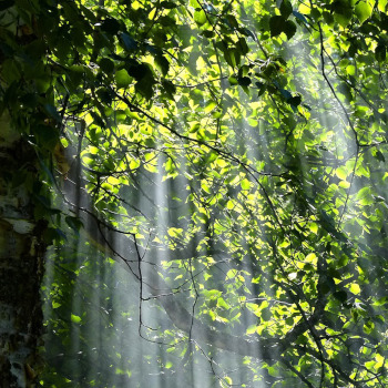 Wald 4 quadratisch