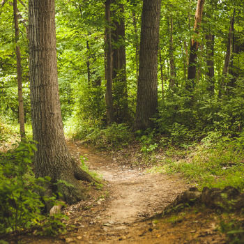 Wald 5 quadratisch
