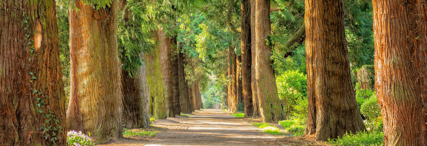 Wald Allee breit