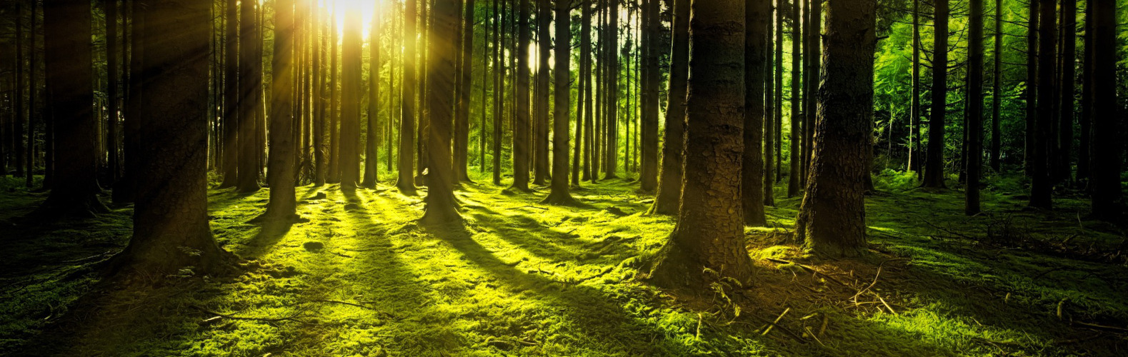 Wald breit
